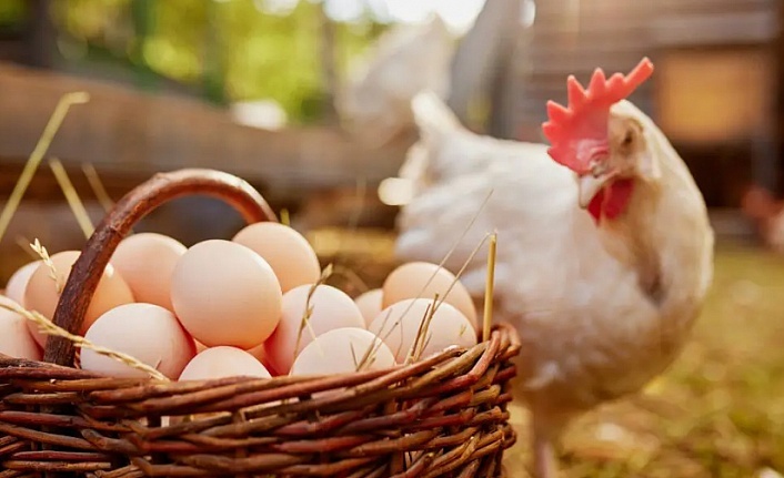 Yumurtacı tavuklara yeni standart geldi