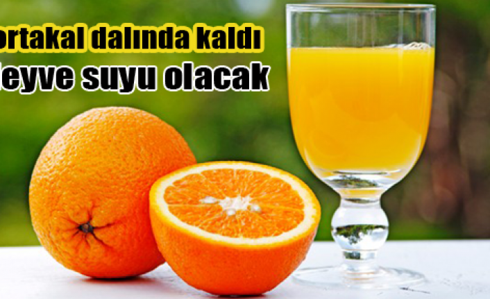 Antalyada portakal hüsranı yaşanıyor