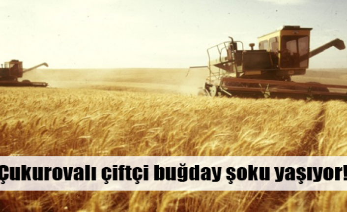 Buğdayda yarım hasad hüznü!