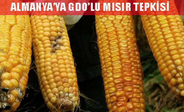 GDOlu mısır tartışması büyüyor