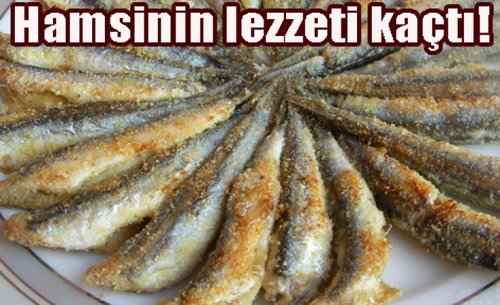 Hamsi bol ama lezzeti yok!