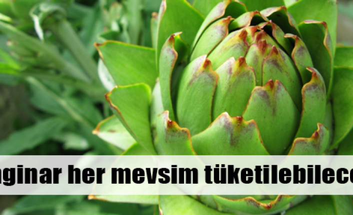 Her mevsim enginar mutluluğu