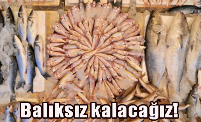 Karadenizde balık türleri yok oluyor