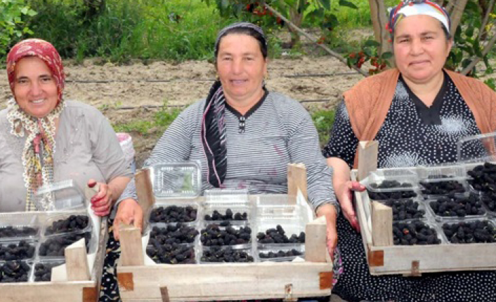 Karadut çiftçinin yüzünü güldürdü