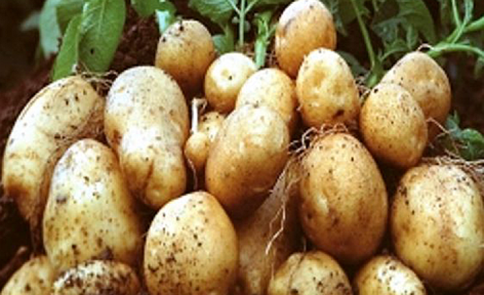 Patates tarlada 1 liradan satılıyor