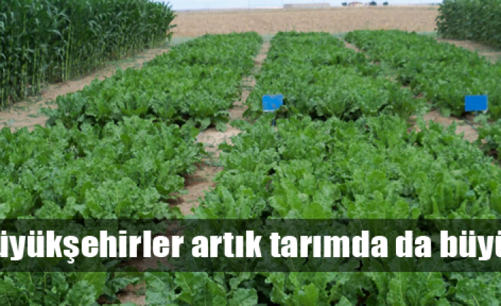Tarımda büyükşehirlerin payı artıyor