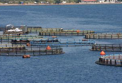 'Yeni Usul Türk Balığı'nda ihracat patlaması