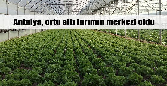 Örtü altı tarımda Antalya farkı