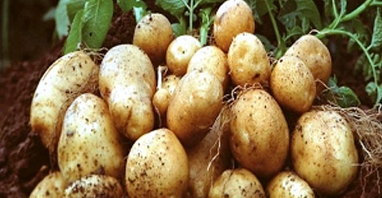 Patates tarlada 1 liradan satılıyor