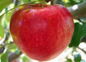 Bir elma birçok hastalığı önlüyor