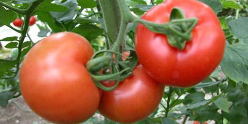 Antalya domatesi de marka ürünü yapacak