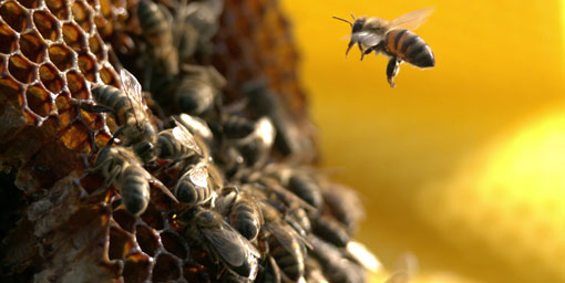 Aydın'da arı ölümleri korkutuyor!