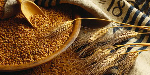 Türkiye'de buğday üretimi artacak