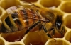 7 milyar arıya ihtiyaç var