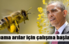 Obama arılar için çalışma başlattı