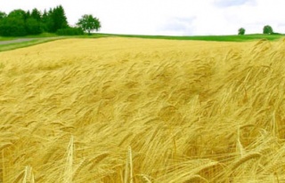 Buğday ve karpuza aşırı yağış tehdidi